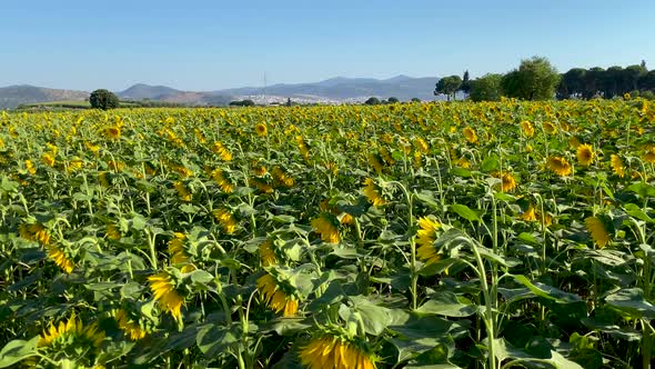 Sunflower Fields