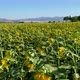 Sunflower Fields - VideoHive Item for Sale