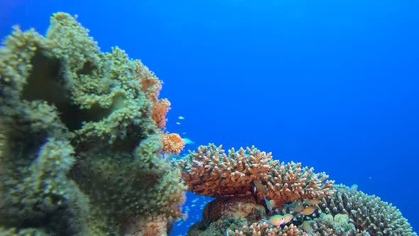 Blue Water Coral Reef Fish