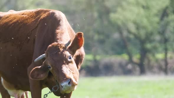 Milk Cow Grazing on Green Farm Pasture on Summer Day