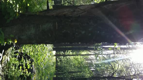 Vertical Video of a Forest with Pine Trees