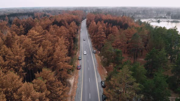 A Drone Flies Over a Burnt Forest