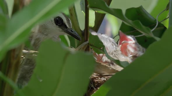 Bird Mother Feeding Her Chicks