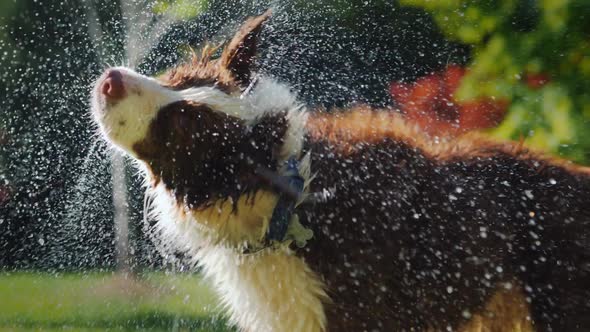 The Dog Shakes Off the Water