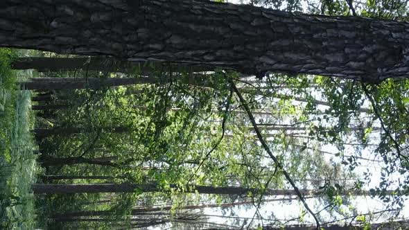 Vertical Video Aerial View Inside a Green Forest with Trees in Summer