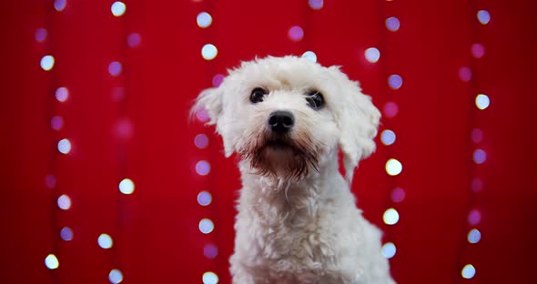 Little Beautiful Doggy on a Red Christmas Background