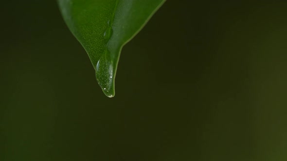 Water Drops on a Leaf 66