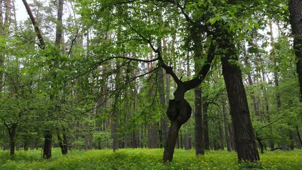 Wild Forest Landscape on a Summer Day