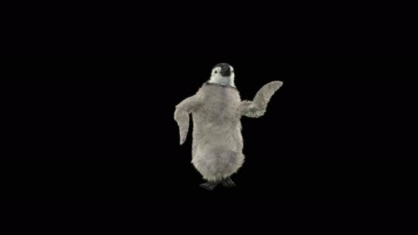 Penguin Dancing 4K