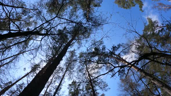 Walking Through the Forest with Pine Trees During the Day POV Slow Motion