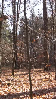 Vertical Video of a Forest with Trees During the Day