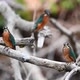 Group of Kingfisher or Alcedo Atthis Perches on Branch - VideoHive Item for Sale
