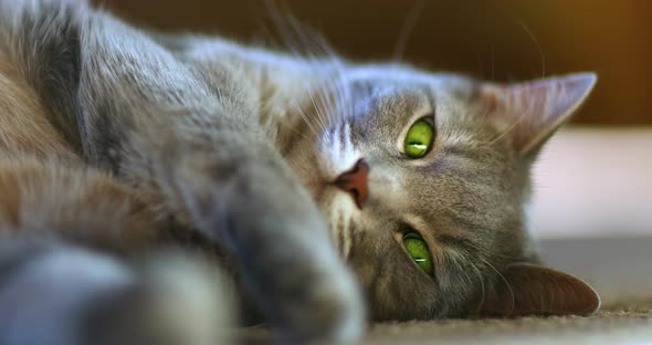 Closeup Footage of a Grey Cat Lying on the Floor and Looking Attentively at the Camera