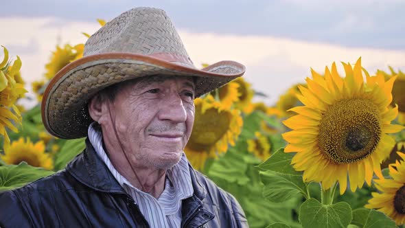 Portrait of a senior farmer in a field of sunflowers, Agricultural businessman