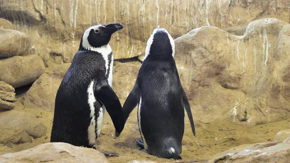 Two African Penguins standing together, seemingly holding hands