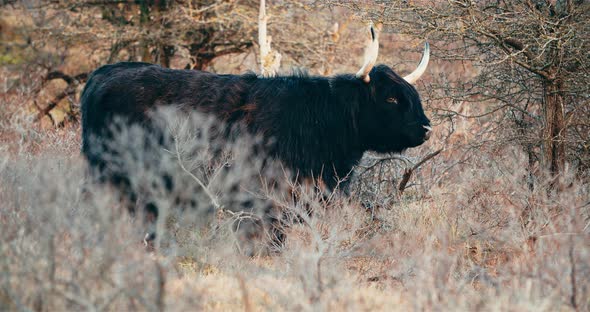 Black Highland Cattle Chewing And Sticking Out The Tongue Near Forest At Netherlands. - wide shot