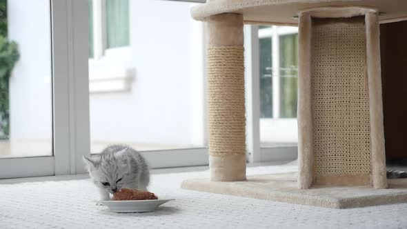 Cute Kitten Eating Food Slow Motion 