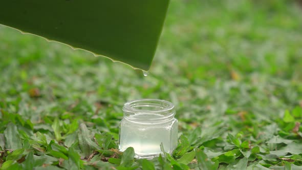 A Drop of an Aloe Juice Falling Into the Small Glass Jar