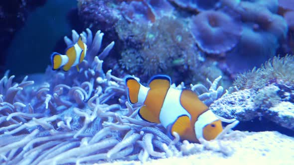 Amphiprion Fish or Clown Fish on Seabed in Anemone Algae