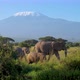 Elephant Family Under Kilimanjaro - VideoHive Item for Sale