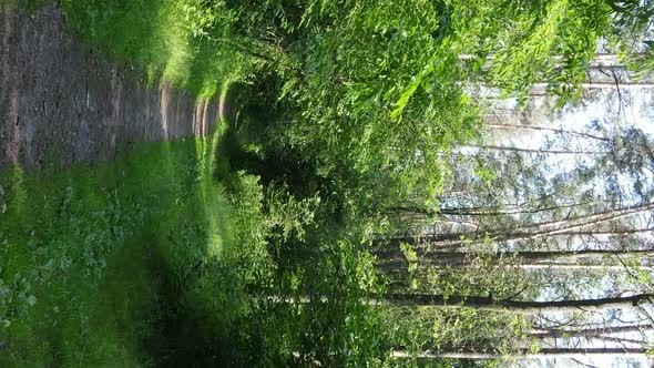 Vertical Video Aerial View Inside a Green Forest with Trees in Summer