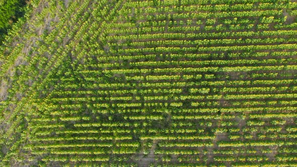 Birdseye view pull out shot of vast fields of sunflowers In Emporda Catalunya Spain