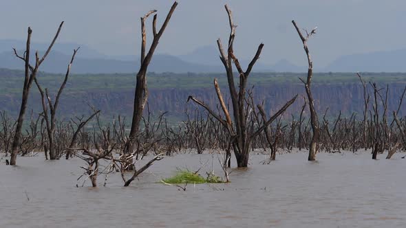 980353 Baringo Lake Landscape Showing the Rise of the Waters with Dead Trees, Kenya, Slow motion