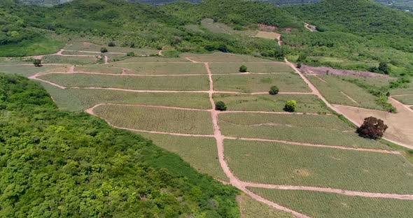 Pineapple Plantations or Pineapple Farmand a Mountainview in ThailandShot on DJI PT4