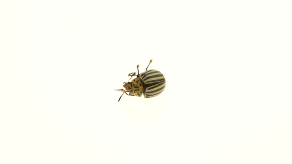 Colorado Beetle on White Background