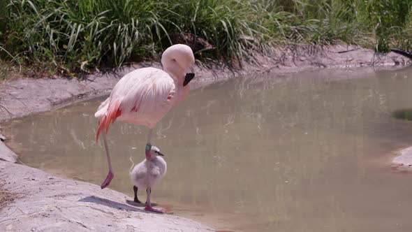 Mother flamingo with her chick standing on the edge of a pond