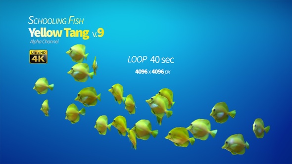 Schooling Yellow Tang 9