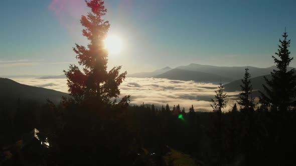 Aerial shot: flying via Pines towards Morning Clouds in Mountains.