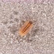 Isopoda Porcellio Laevis, family Porcellionidae, is a cosmopolitan - VideoHive Item for Sale