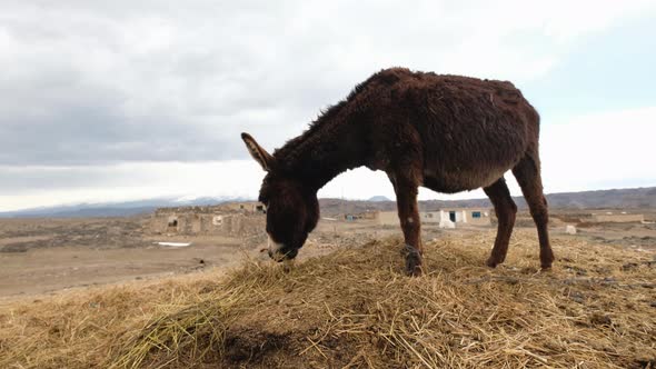 Donkey Grazes