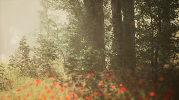 Clearing in the Forest in Sunny Summer Morning