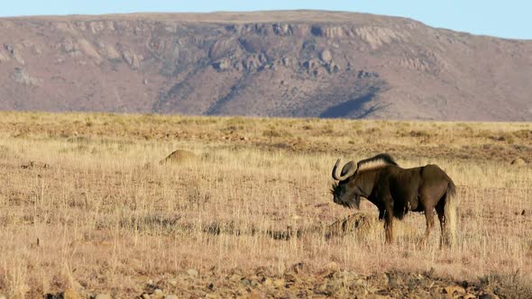 Black Wildebeest In Open Grassland - South Africa