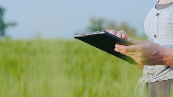 Hands of Woman Farmer with Tablet in Hand Stands on Green Wheat Field