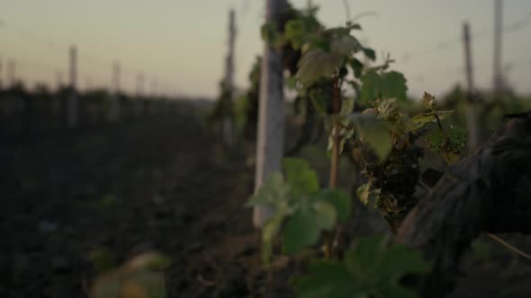 Grape Rows Vine Plantation at Evening Time