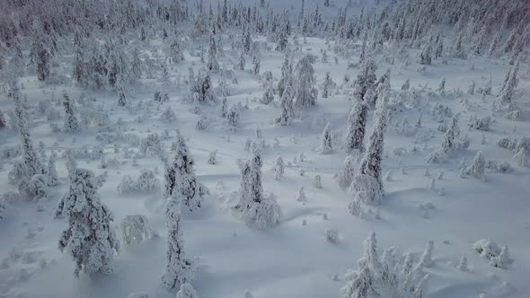 Midwinter aerial views in Lapland Finland.