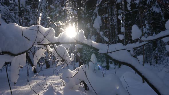 Winter Forest