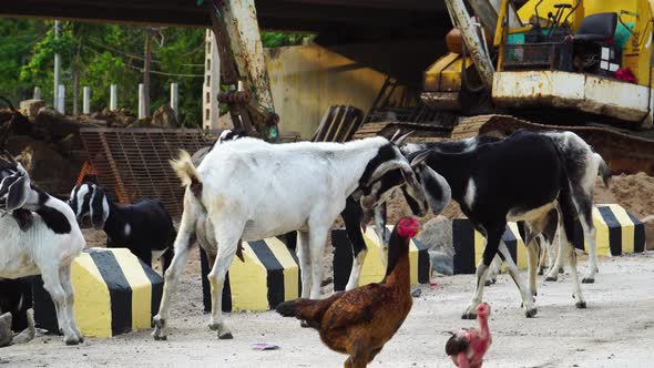 Vinh Hy Construction site, young goats and chickens roam freely.