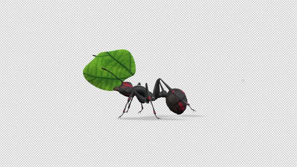 Ant Walk With Leaf