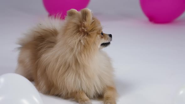 A Funny Pomeranian Pygmy Spitz Lies and Looks in Front of Him