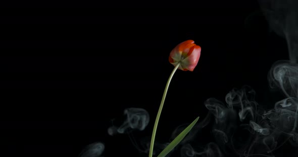 A flower in the smoke.