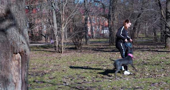 American Pit Bull Terrier Has Firmly Clung with Its Teeth to Tug Toy Held By Owner or Handler