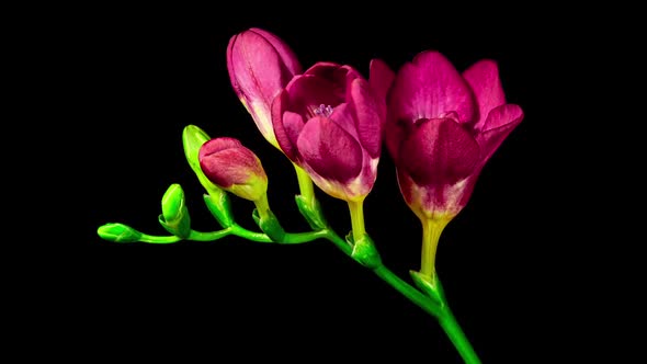 Purple Freesia Flower Blooming and Withers in Time Lapse on a Black Background. Isolated Plant