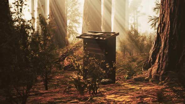 Old Wooden Beehive in Forest in Fog