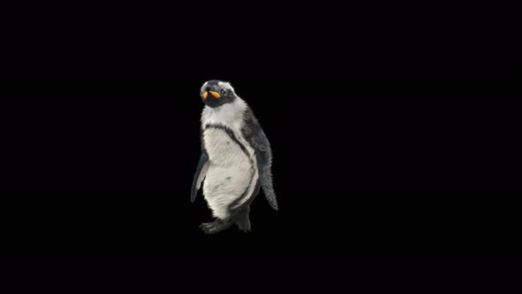 Penguin Dancing 4K