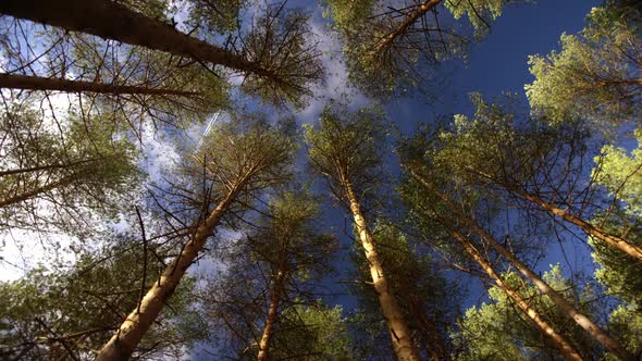 The Last Forests in Siberia That Will Disappear During Global Warming