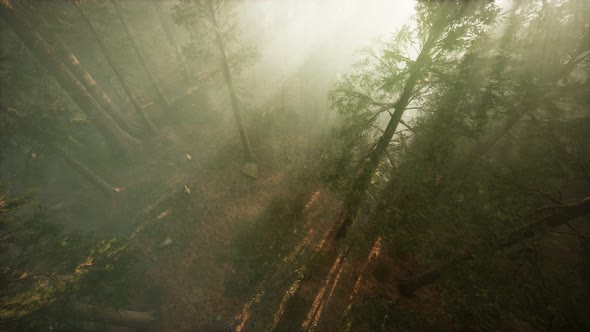 Drone Breaking Through the Fog To Show Redwood and Pine Tree